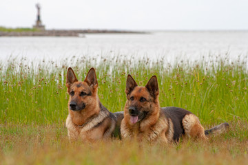 two German shepherds