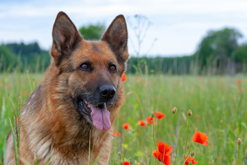 German shepherd
