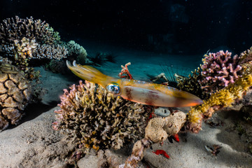 squid in the Red Sea Colorful and beautiful, Eilat Israel