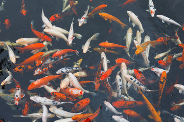 koi carp fish, top view
