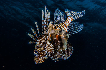 Lion fish in the Red Sea colorful fish, Eilat Israel