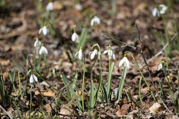 little white flowers