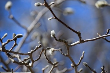 branch with willows