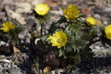 yellow flowers in garden