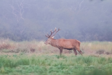 Male Red deer in La Pampa, Argentina, Parque Luro, Nature Reserve
