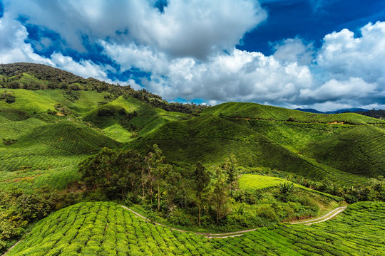 Malaysia, Cameron Highlands, Tea field