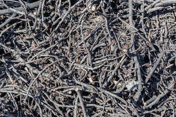 Piles of cut tree branches in city park. Sanitary deforestation. Heap of dry brushwood and deadwood