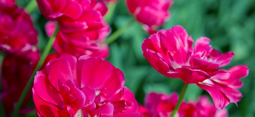 Red tulips in spring garden. Easter background.