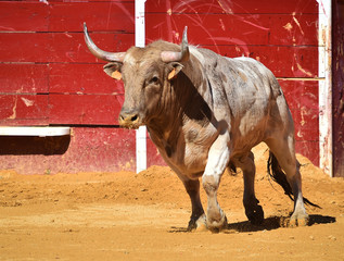 toro grande en españa