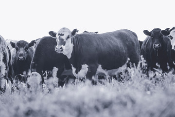 Cows in Countryside,in  Pampas landscape, Argentina
