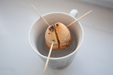 filling the pot with drainage and ground for planting avocados at home. 4k, slow motion