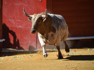 toro en españa en plaza de toros