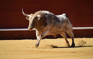 toro en españa