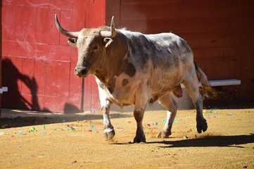 toro español en plaza de toros