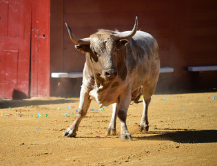 toro con cuernos grandes en plaza de toros