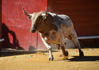 toro en españa