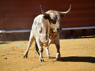 toro en españa en plaza de toros