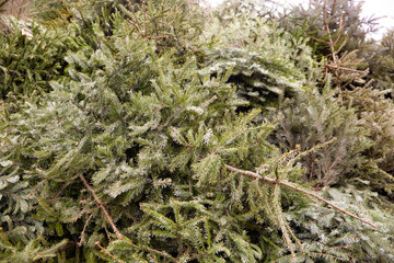 Heap of old christmas trees