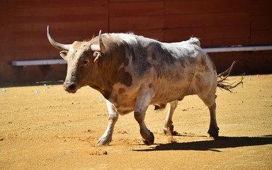 toro español en plaza de toros