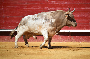 toro con cuernos grandes en plaza de toros