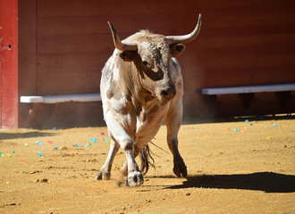 toro con cuernos grandes en plaza de toros