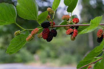 Mulberry fruits on a tree branch with leaves