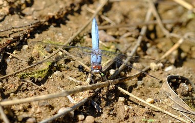 close up view of a dragonfly over blurred background, insect macro details in wild ecosystem