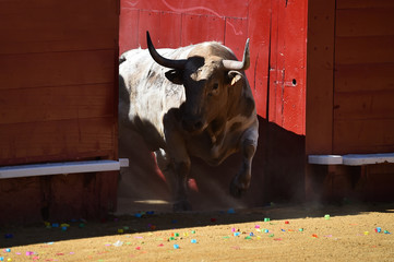 toro español en plaza de toros