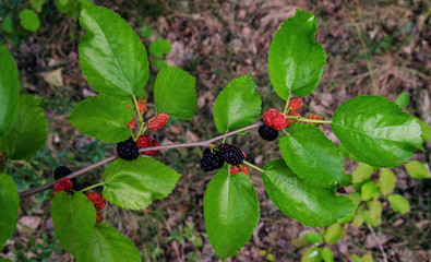 Mulberry fruits on a tree branch with leaves