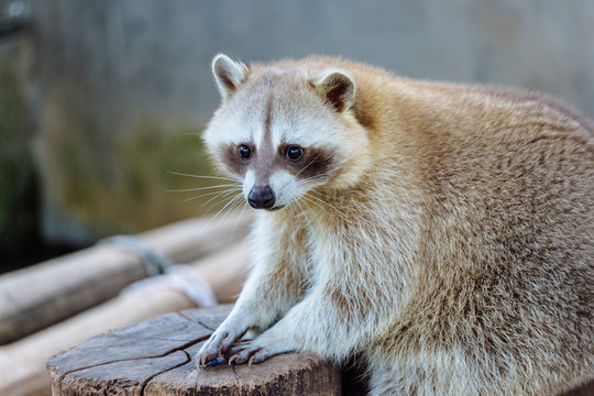 Raccoon close-up, Cameron Highlands, Malaysia