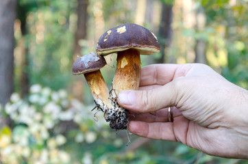 mushroom, white edible in hand