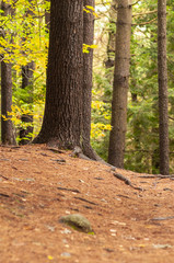 Trail through woods near Keene, New Hampshire