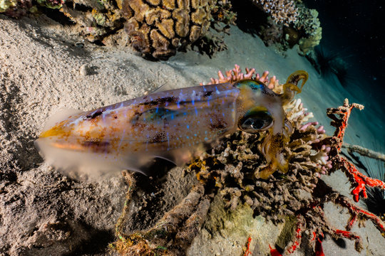 squid in the Red Sea Colorful and beautiful, Eilat Israel