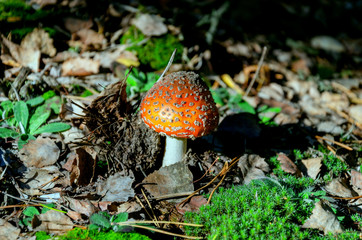 poisonous mushroom with a red cap, fly agaric