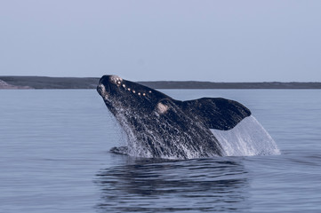 Naklejka premium Southern right whale,jumping behavior, Puerto Madryn, Patagonia, Argentina