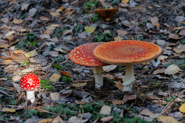 poisonous mushroom with a red cap, fly agaric