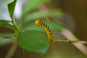 Black and Yellow
