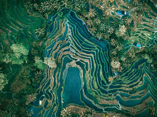 Aerial view of rice terraces, Tegallalang, Bali, Indonesia