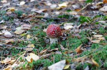 poisonous mushroom with a red cap, fly agaric