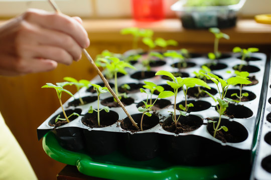 Woman testing the soil of tomato plants in small plastic containers, Moscow, Russia
