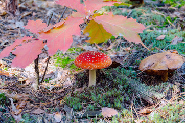 poisonous mushroom with a red cap, fly agaric