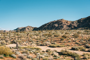 Fototapeta na wymiar Desert landscape in Joshua Tree National Park, California