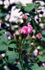 beautiful pink rose in a summer garden