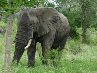 Naklejka na ściany i meble Elefant Afrika