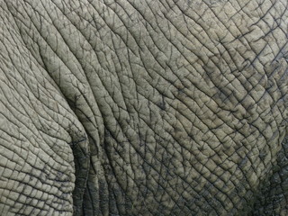 Elefantenhaut