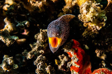 Moray eel Mooray lycodontis undulatus in the Red Sea, eilat israel