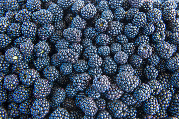 Fresh blackberry background. Texture blackberries berries close up