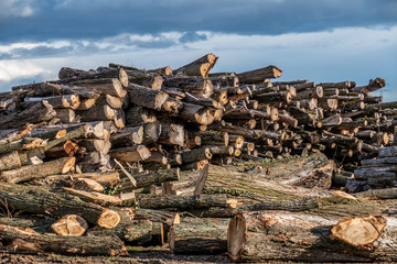 Baumstämme für Rindenmulch Produktion © focus finder