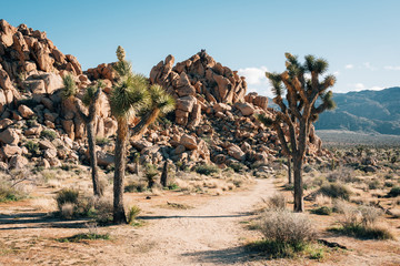 Trail and huge rock pile in Joshua Tree National Park, California