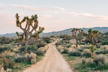Tuinposter Joshua-bomen en woestijnlandschap langs een onverharde weg bij Pioneertown Mountains Preserve in Rimrock, Californië © jonbilous